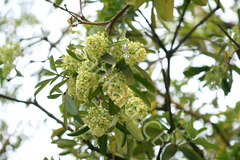 Alstonia scholaris